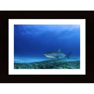 Tiger Shark Poster