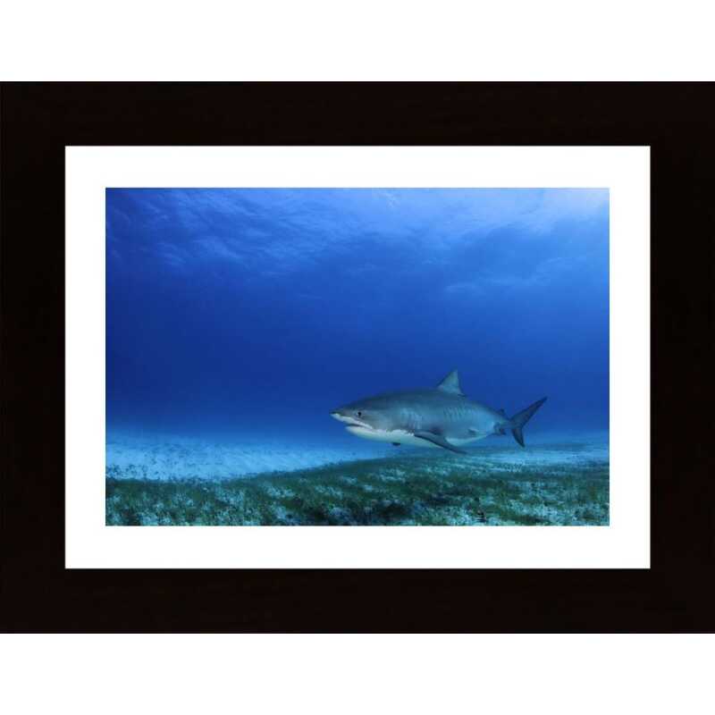 Tiger Shark Poster
