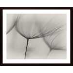 Tragopogon Poster