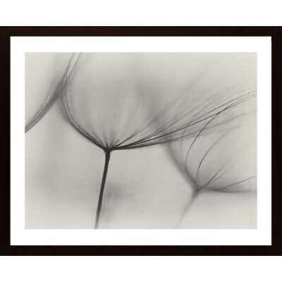 Tragopogon Poster