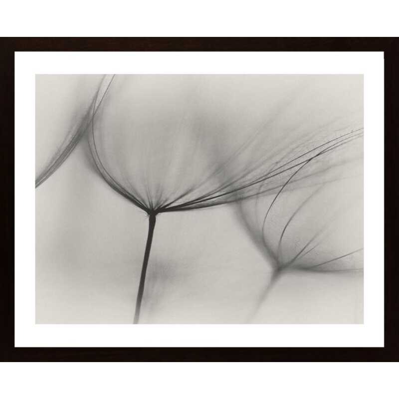 Tragopogon Poster