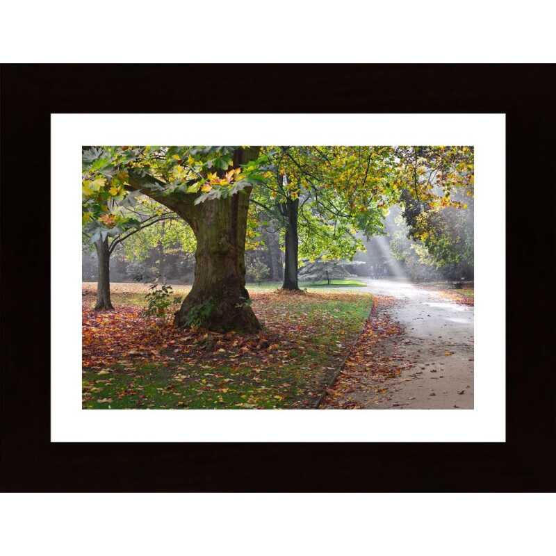 Tree And Light In The Autumn Poster