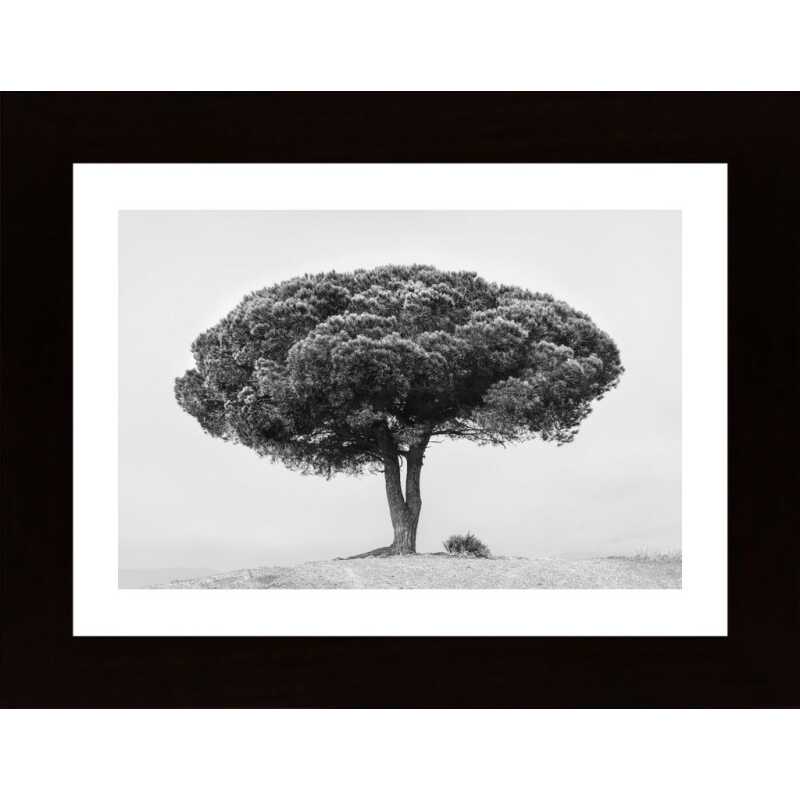 Tree Poster