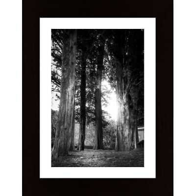Trees In The Light Poster