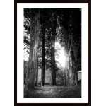Trees In The Light Poster