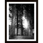 Trees In The Light Poster