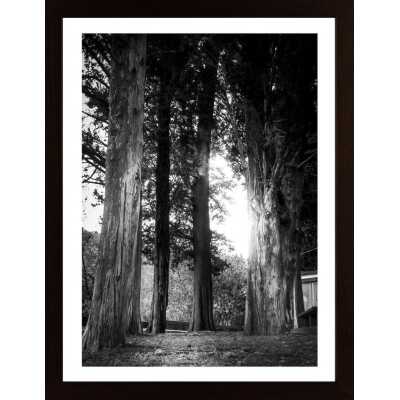 Trees In The Light Poster