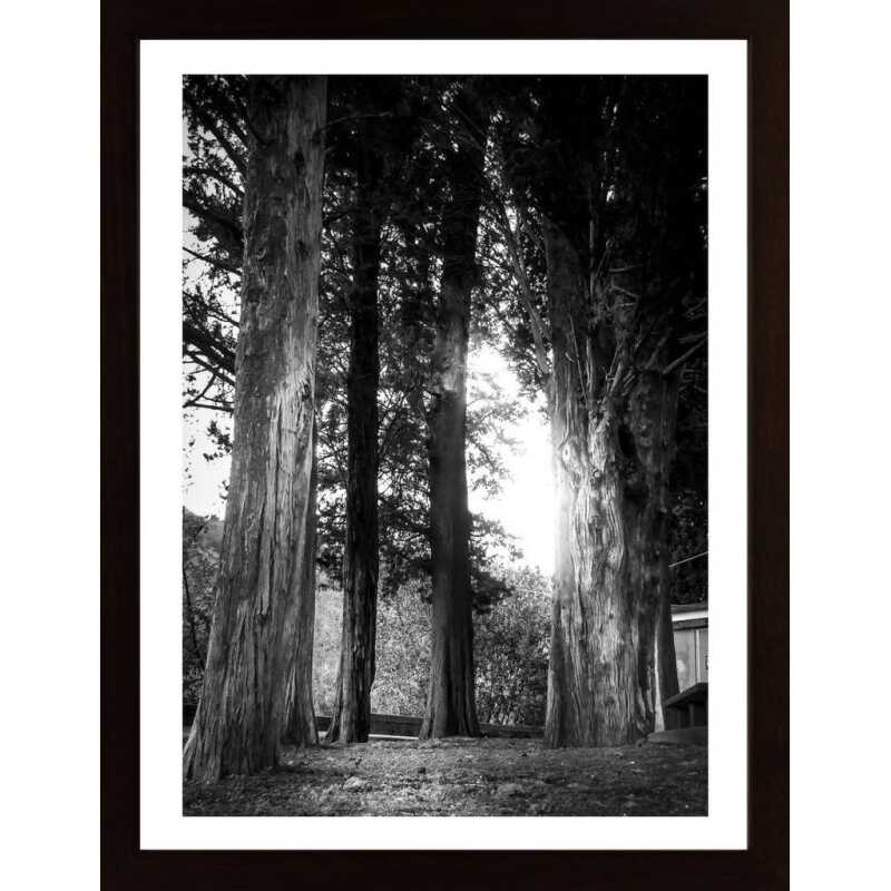 Trees In The Light Poster