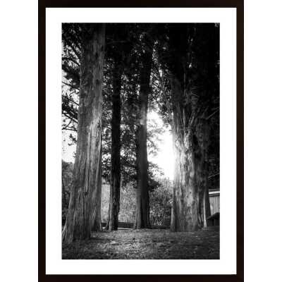 Trees In The Light Poster
