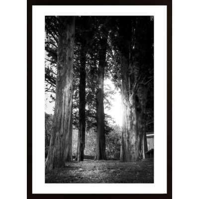 Trees In The Light Poster