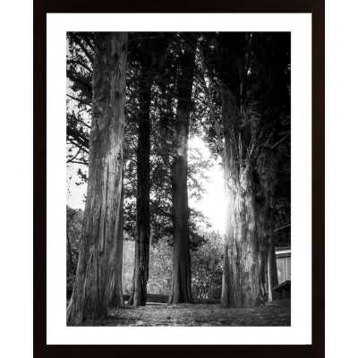Trees In The Light Poster