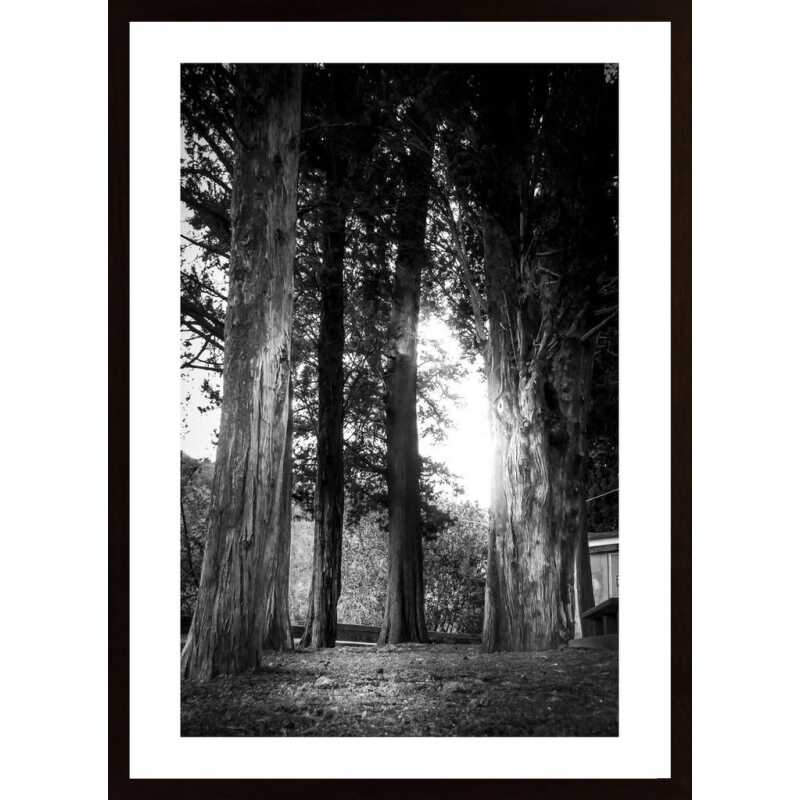 Trees In The Light Poster