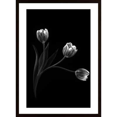 Trio Poster