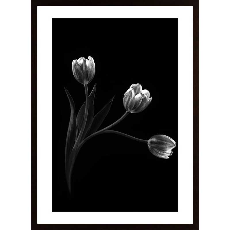 Trio Poster