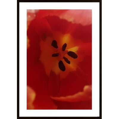 Tulip Poster