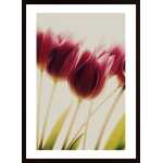Tulips Poster