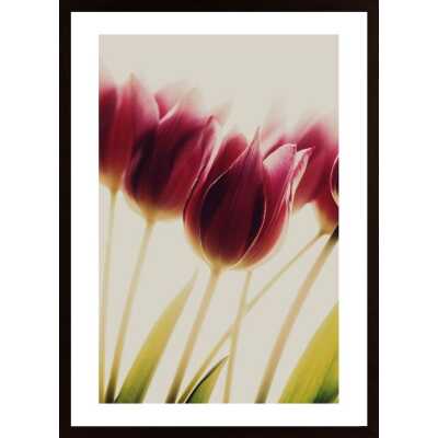 Tulips Poster