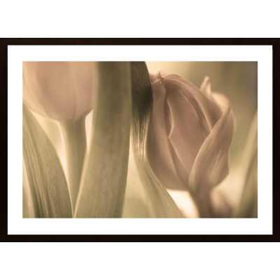 Tulips Poster