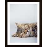 Very Cute Cat 1 Poster