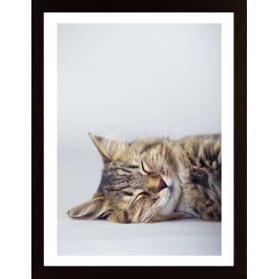 Very Cute Cat 1 Poster