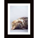Very Cute Cat 2 Poster