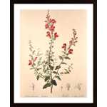 Vintage Flower Muflier Poster