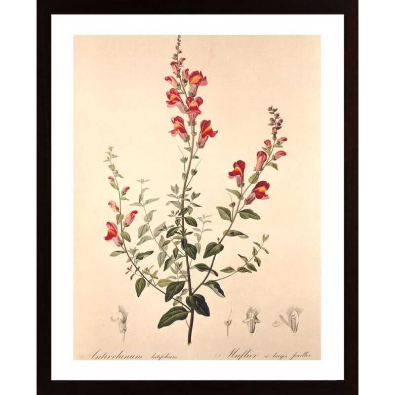 Vintage Flower Muflier Poster