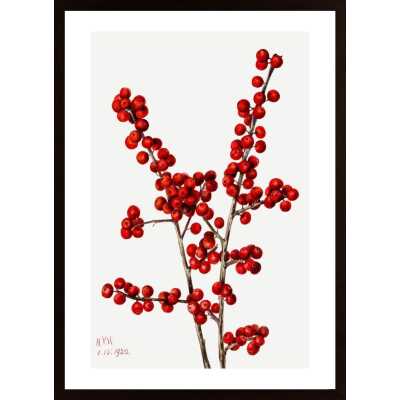 Walcott-Winterberry Poster