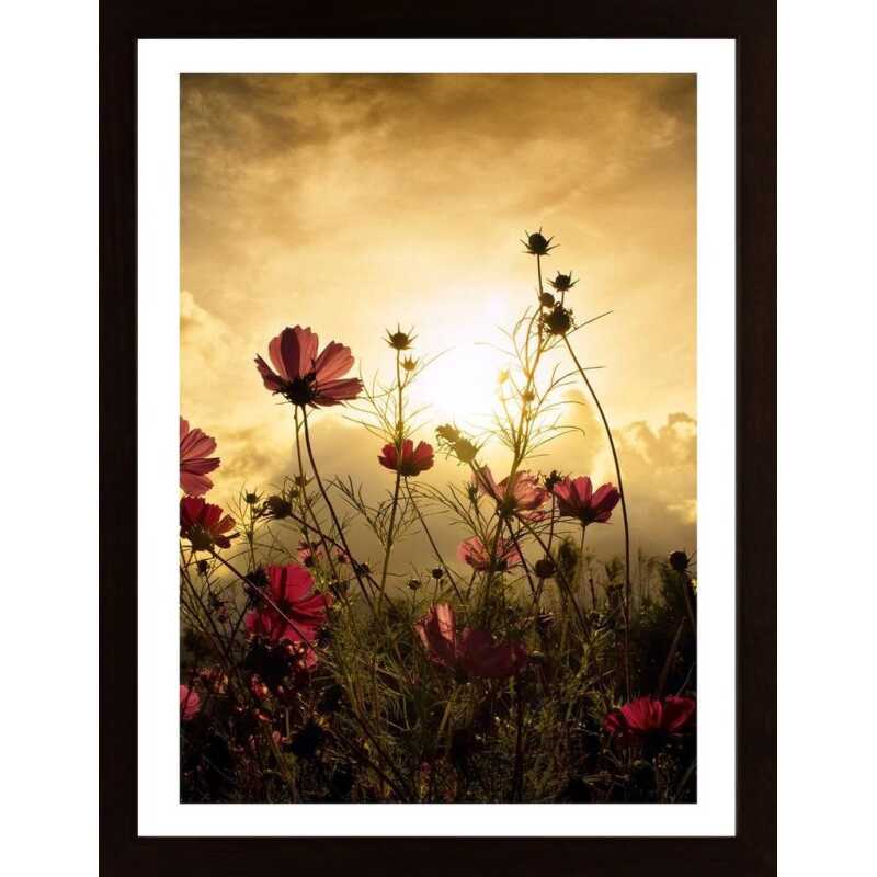 Watching The Sun Poster