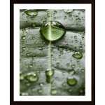 Water Drops On A Leaf 1 Poster