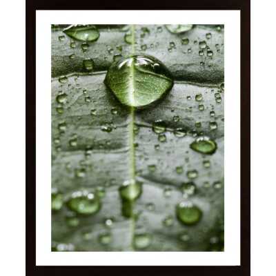 Water Drops On A Leaf 1 Poster