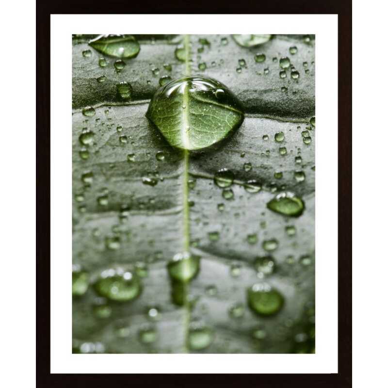Water Drops On A Leaf 1 Poster