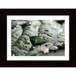 Water Drops On A Leaf 2 Poster
