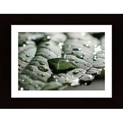 Water Drops On A Leaf 2 Poster
