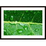 Water Drops On A Leaf 3 Poster
