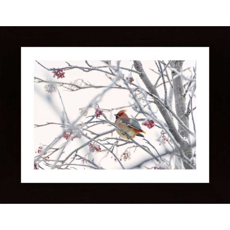 Waxwing Poster