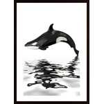 Whale With Reflection Poster