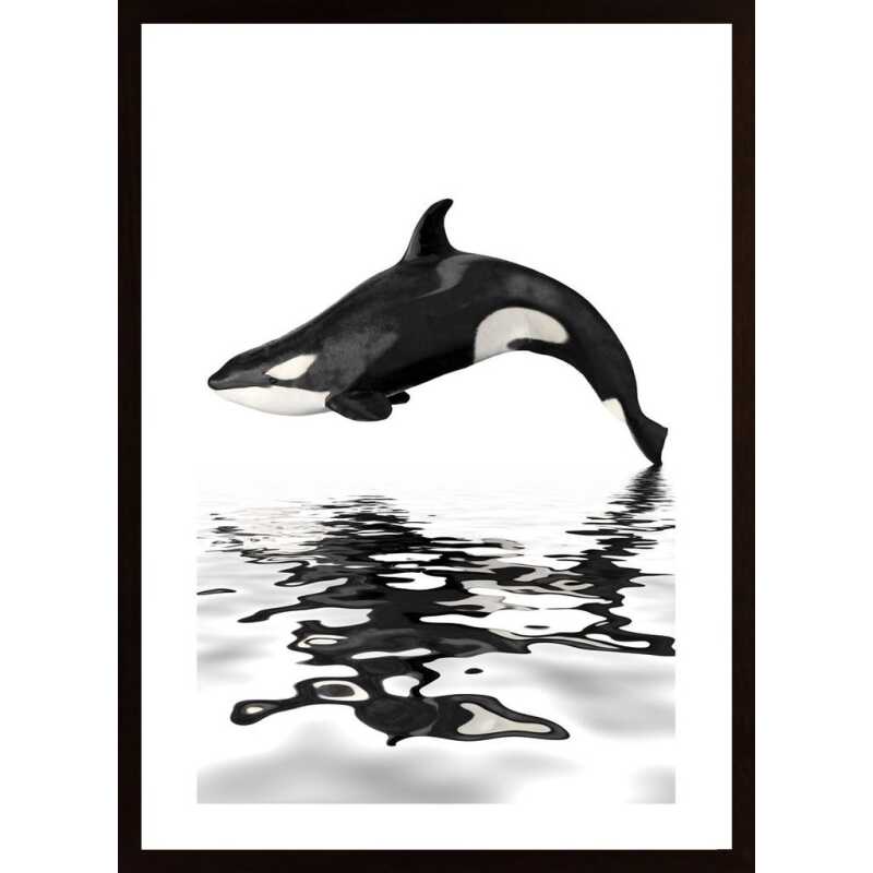 Whale With Reflection Poster