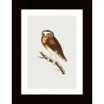 White Fronted Owl Poster
