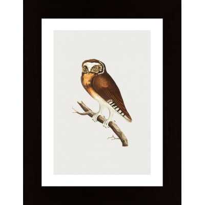 White Fronted Owl Poster