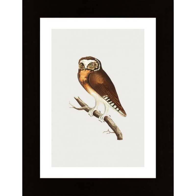 White Fronted Owl Poster