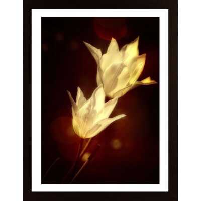 White Tulips Poster