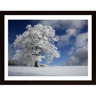 White Windbuche In Black Forest Poster