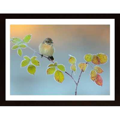 Winter Colors Poster