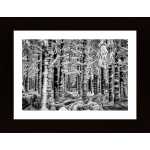 Winter Forest Poster