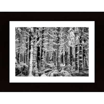 Winter Forest Poster