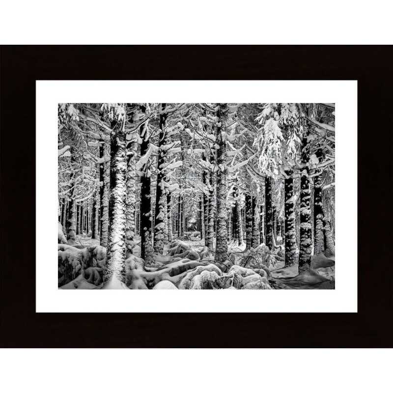 Winter Forest Poster