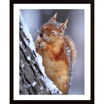 Winter Squirrel Poster