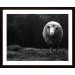 Wondering Sheep Poster