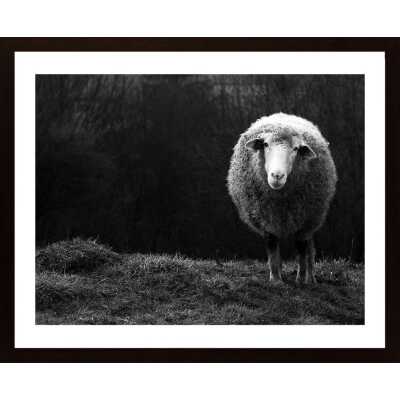 Wondering Sheep Poster